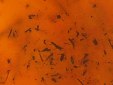 Golden Bamboo Copper Veneer